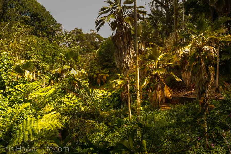 Visit a Botanical Garden in Oahu Hawaii
