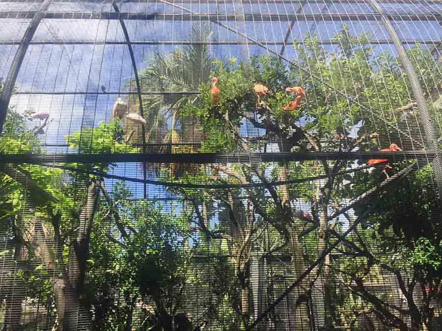 Honolulu Zoo experience