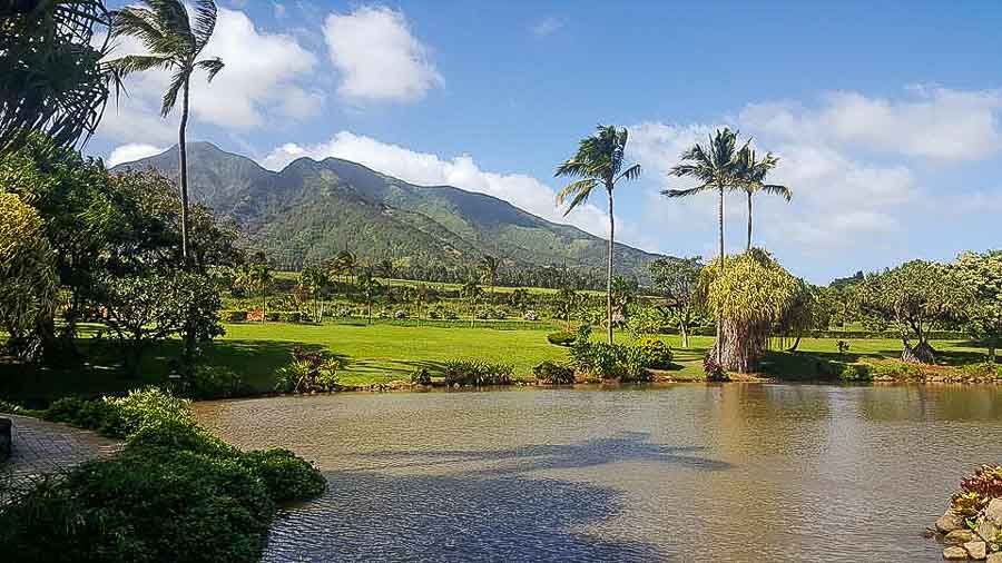 Maui tropical plantation