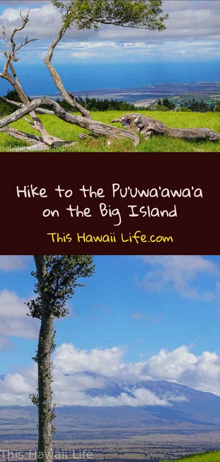 Pinterest http://thishawaiilife.com/big-island-hike-at-puuwaawaa/