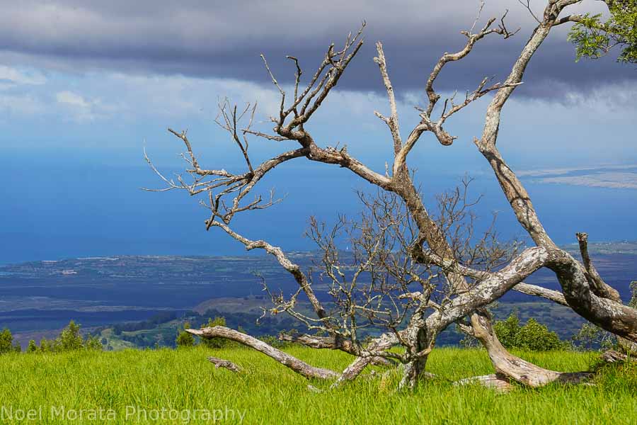 Downed trees and views to the Kohala coastline