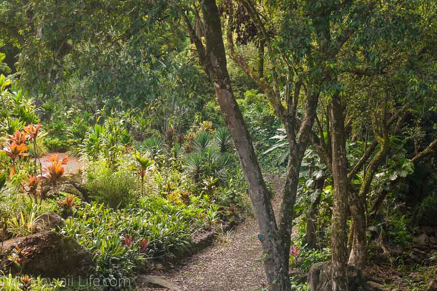 Visiting the botanical garden in Waimea Valley