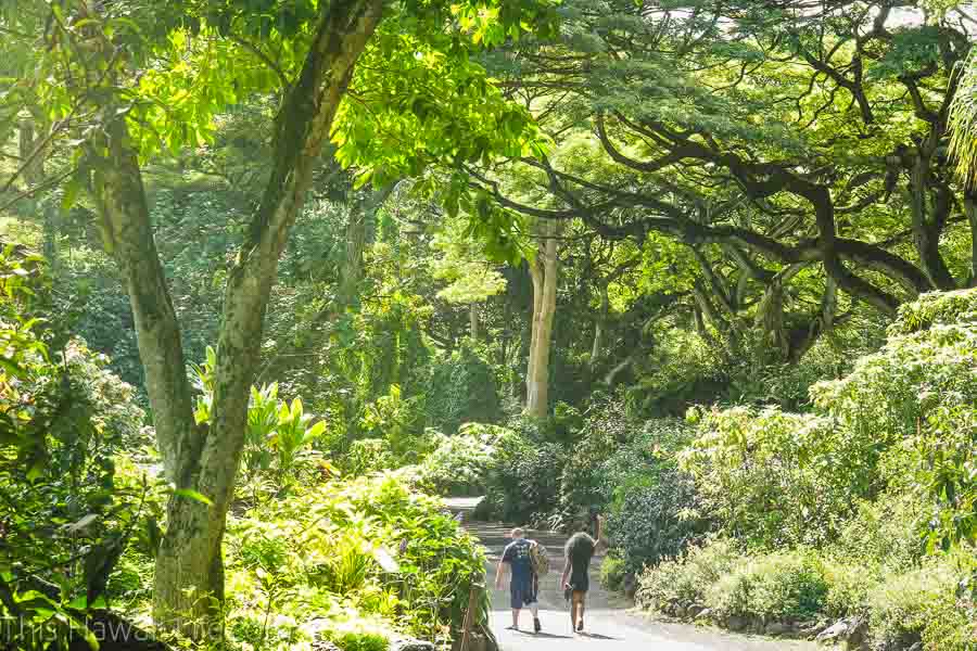 hiking through Waimea valley and botanical garden