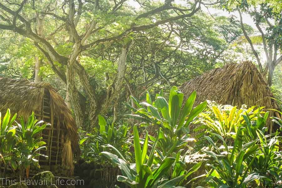 Docent tours offered at Waimea Valley botanical gardens