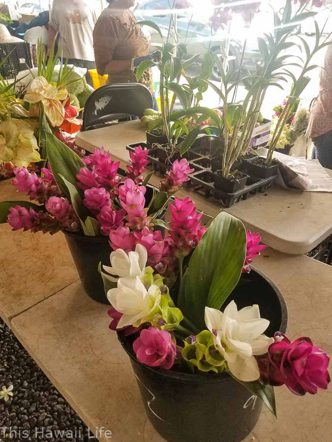 Tropical flowers for sale at a farmers market
