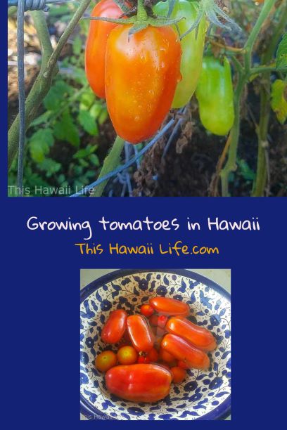Pinterest pin Growing Tomatoes in Hawaii