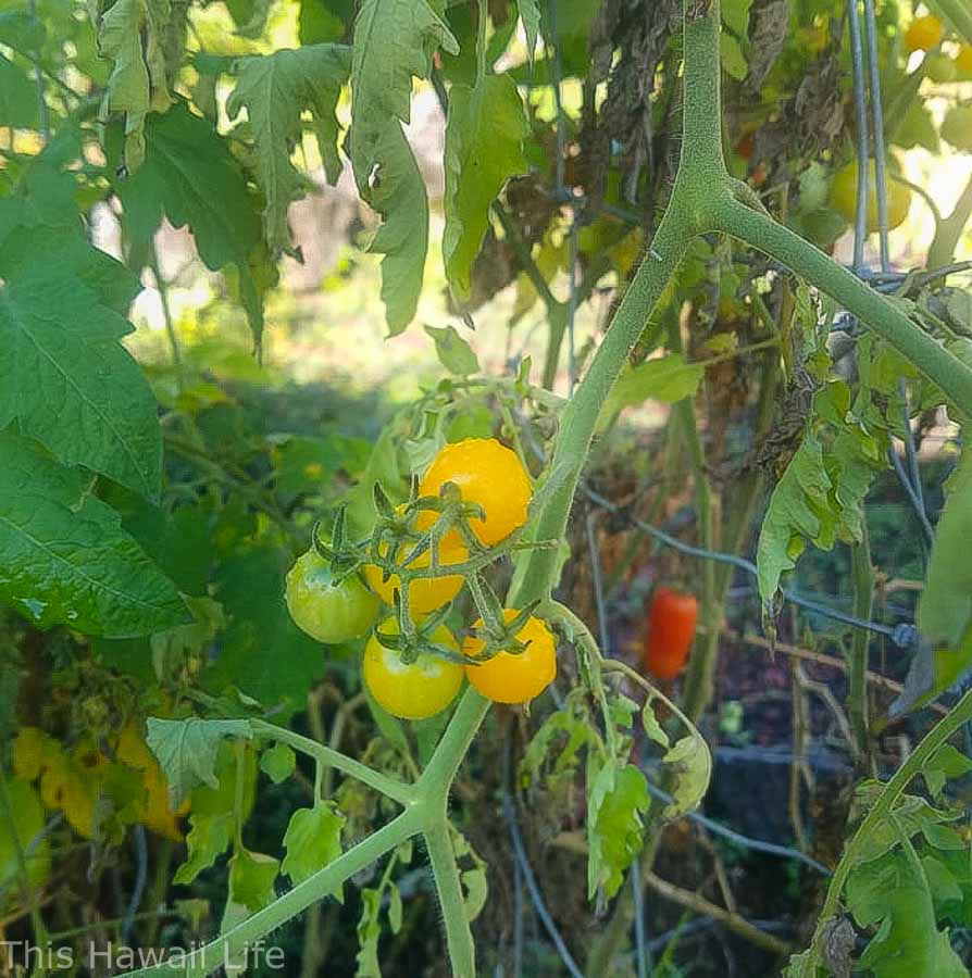 Garden practice growing tomatoes in Hawaii