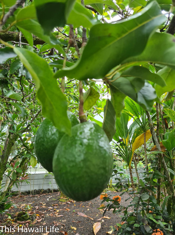 Taste the best avocados in Hawaii avocado tree hawaii