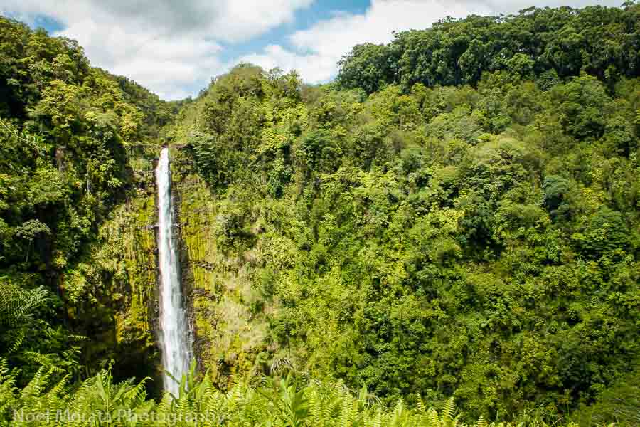 Visiting Akaka Falls tour - one of the best things to do on the big island