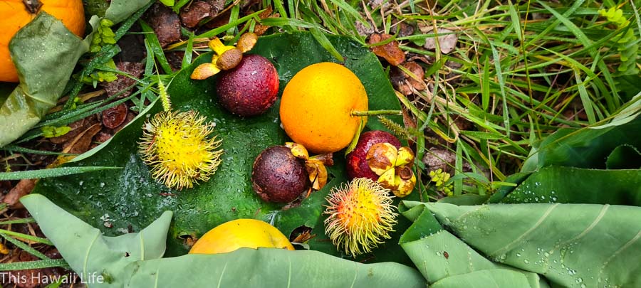 Fruit Offerings of Ho'o kupu to Pele at volcanoes national park