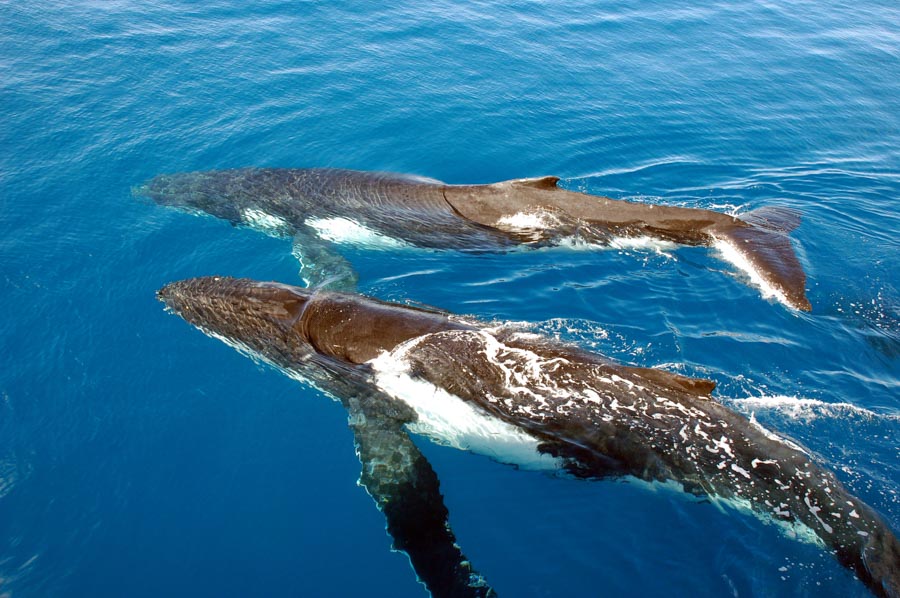 Twi humpback whales in the ocean