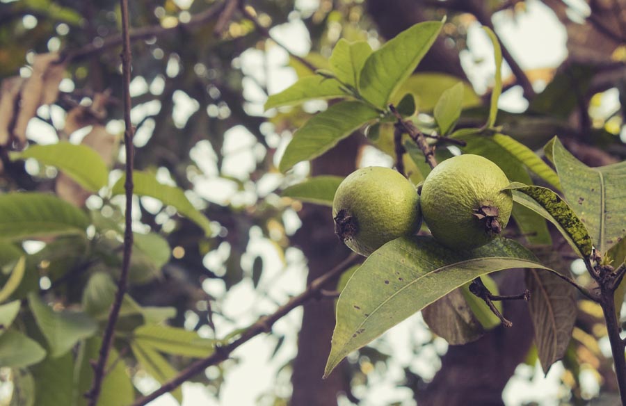 Delicious  Guavas from Hawaii