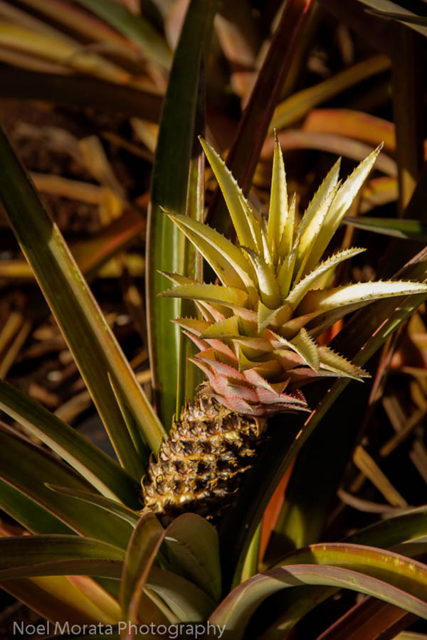 Hawaiian pineapple in season