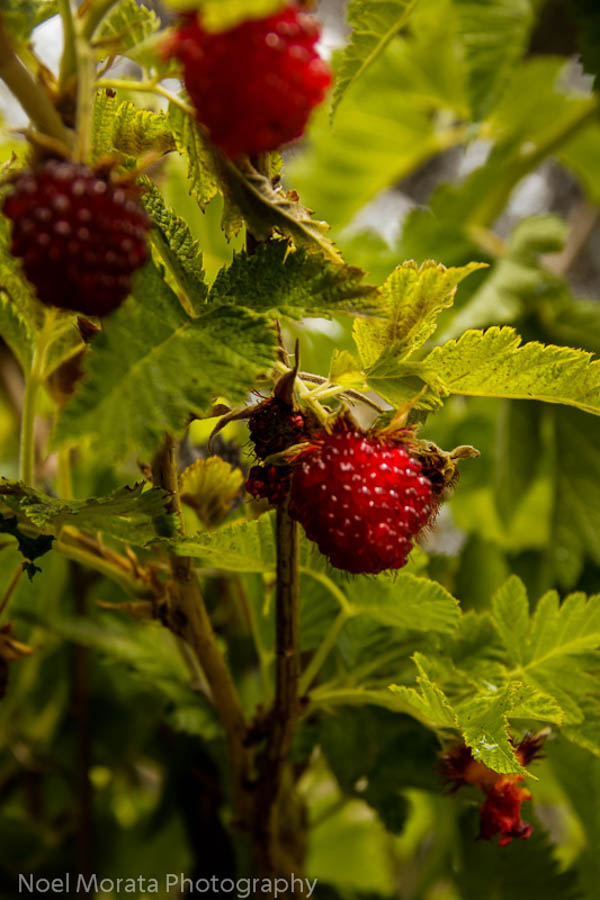 Hawaiian Raspberry harvested from the hawaiian jungles