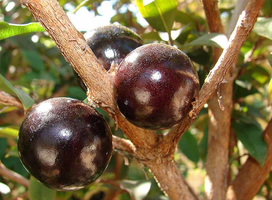  Jaboticaba fruit harvested in Hawaii
