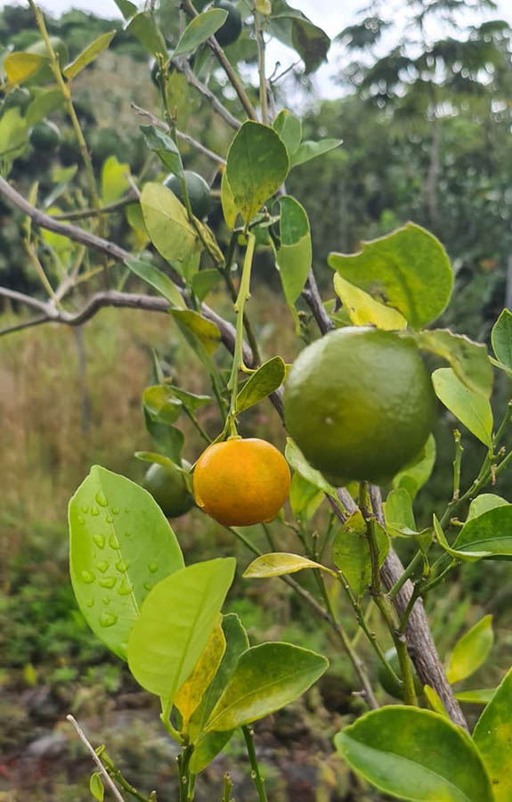 Orange and lemon citrus fruits from Hawaii