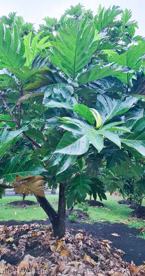 History of breadfruit in Hawaii