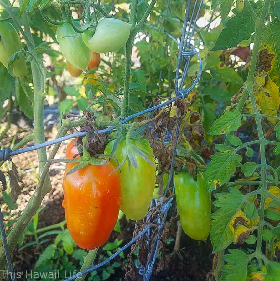 Growing tomatoes in Hawaii