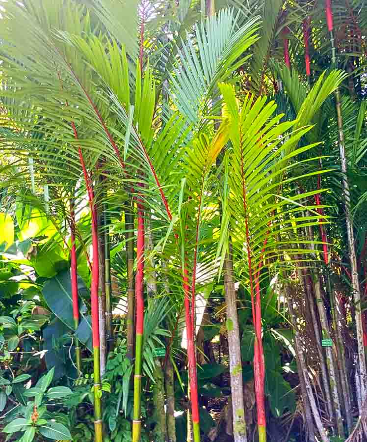Hoomaluhia Botanical Garden  red sealing wax palm