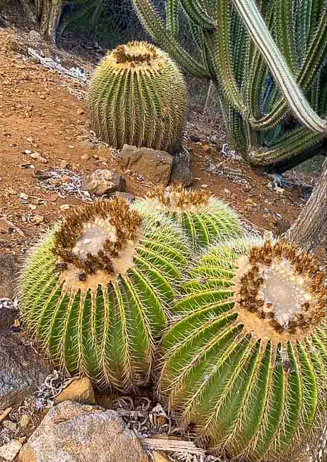 Koko Crater Botanical Garden cactus plants