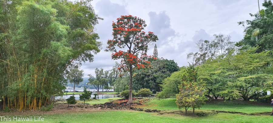 Things to see a close to Lili'uokalani gardens