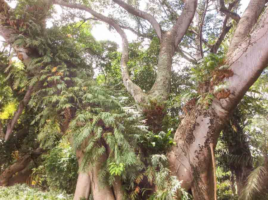 Wahiawa Botanical Garden lush trees