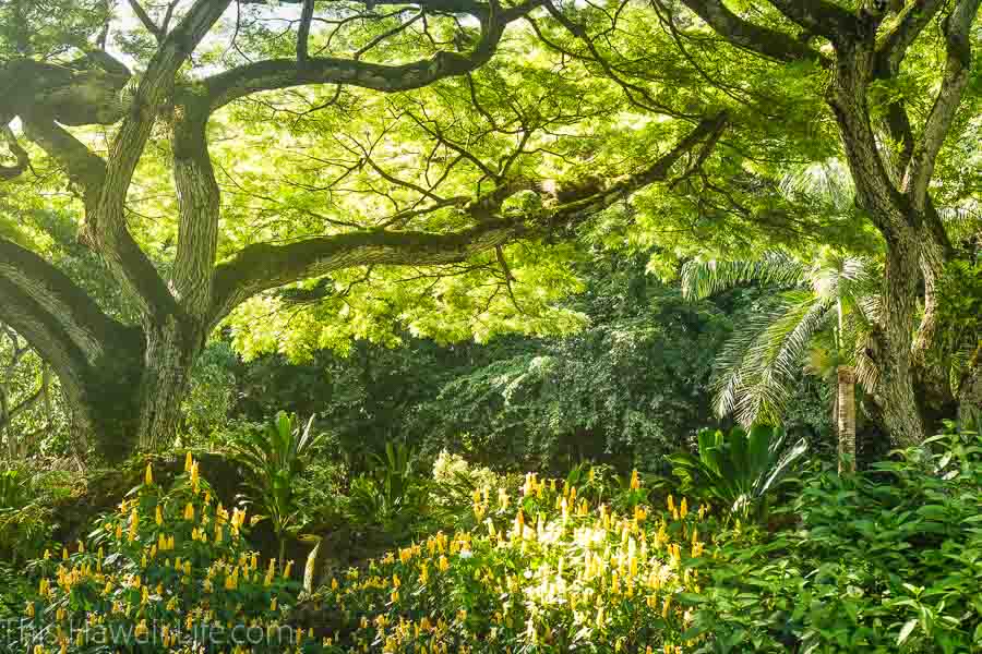 botanical gardens of Oahu