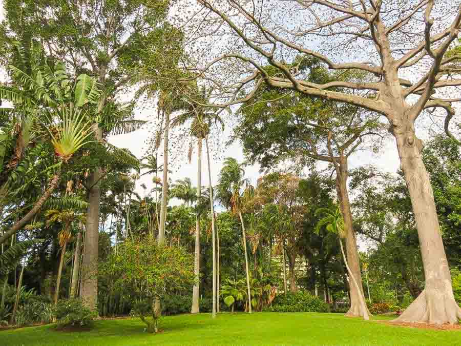 Foster botanical gardens Honolulu