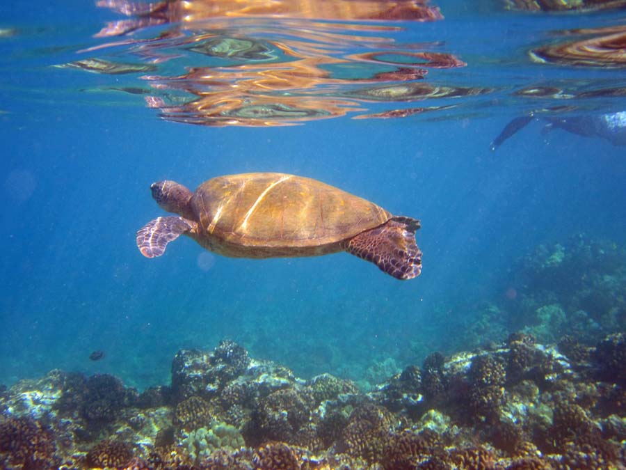 Swim with sea turtles at turtle beach
