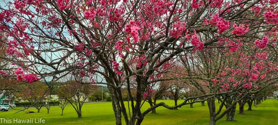 Places to explore around Waimea and the Hamakua coast