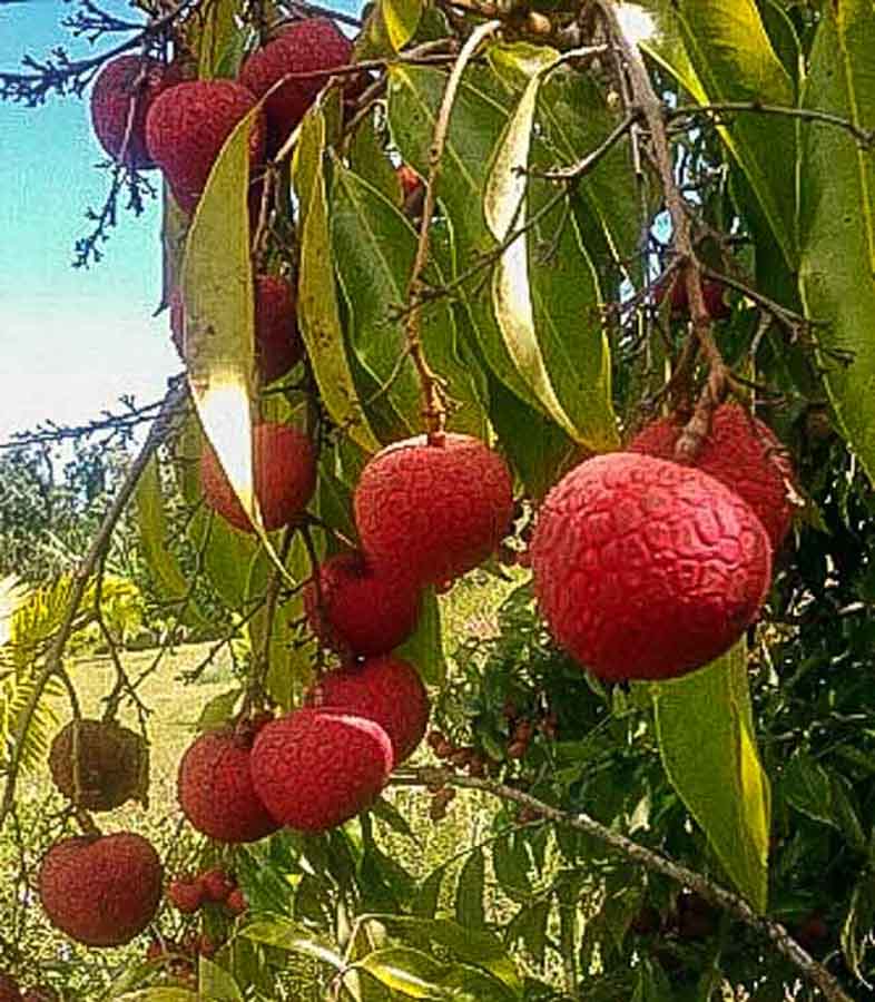 How to select and eat lychee fruit