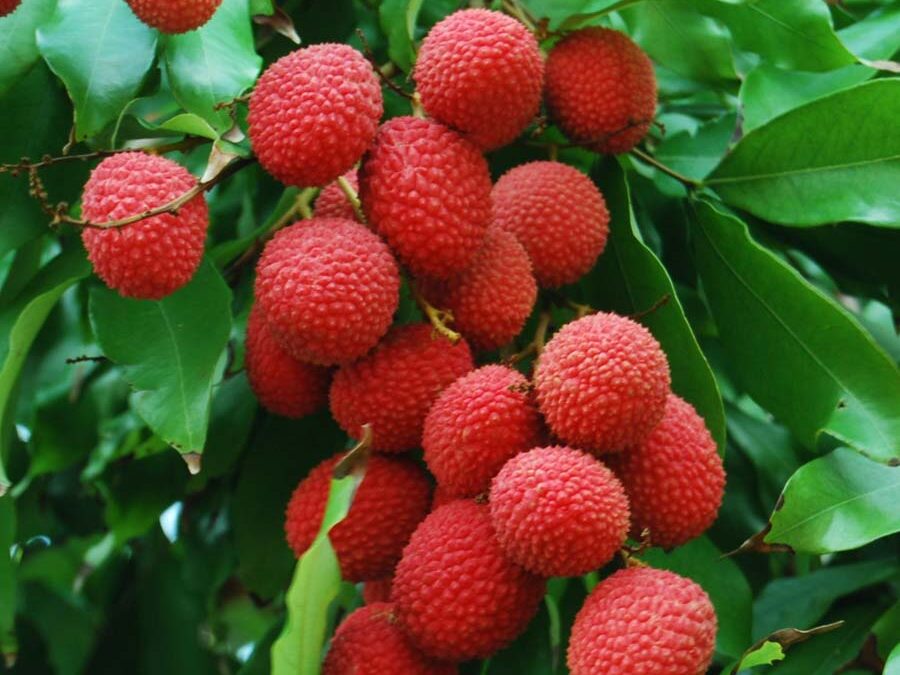 Lychee fruit in season