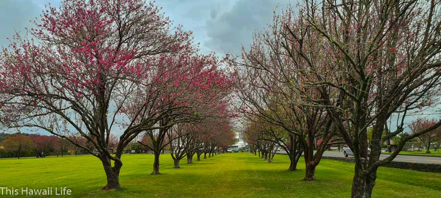 A yearly festival to Celebrate the Cherry Blossoms at Waimea
