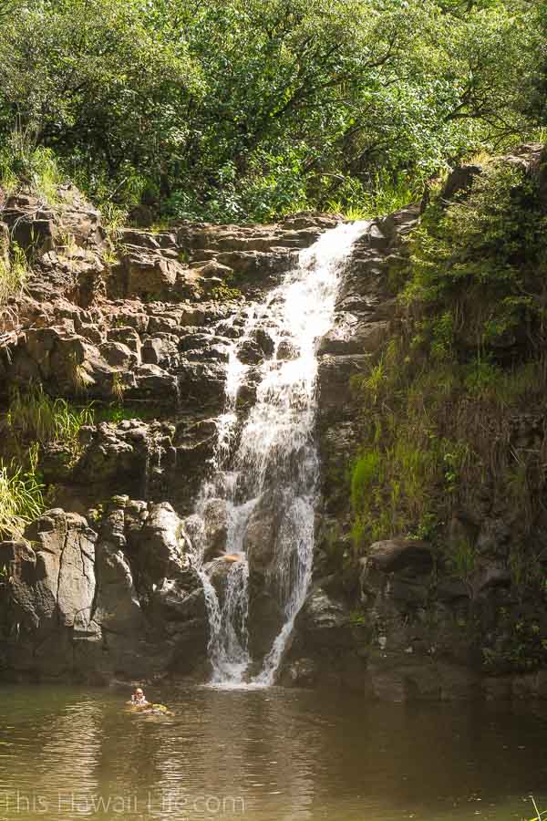 Can you swim at Waimea falls?