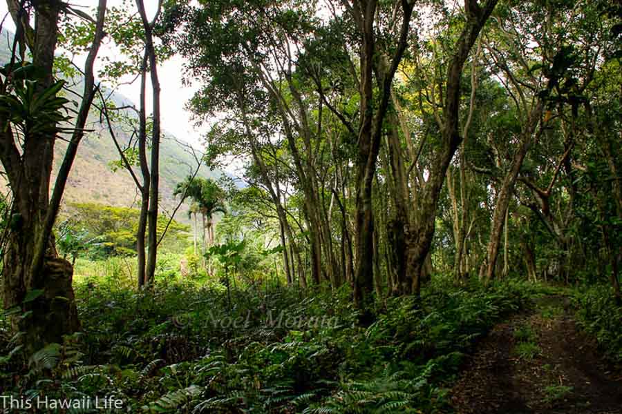 Drive or hike down Waipio Valley to the valley floor