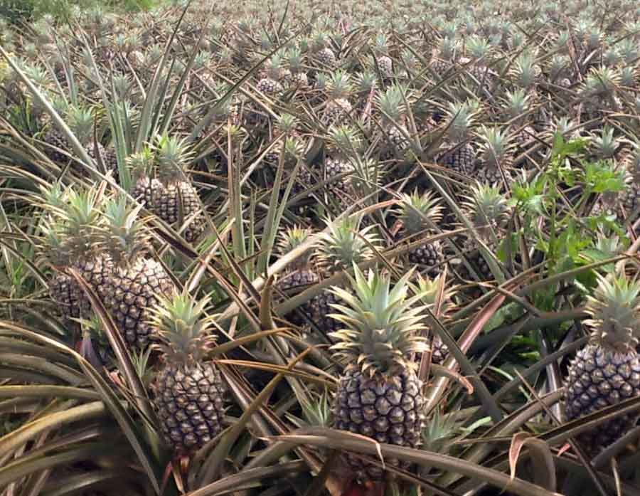 Here’s how to find the best pineapples