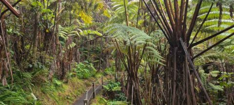Nahuku Thurston Lava Tube - This Hawaii Life