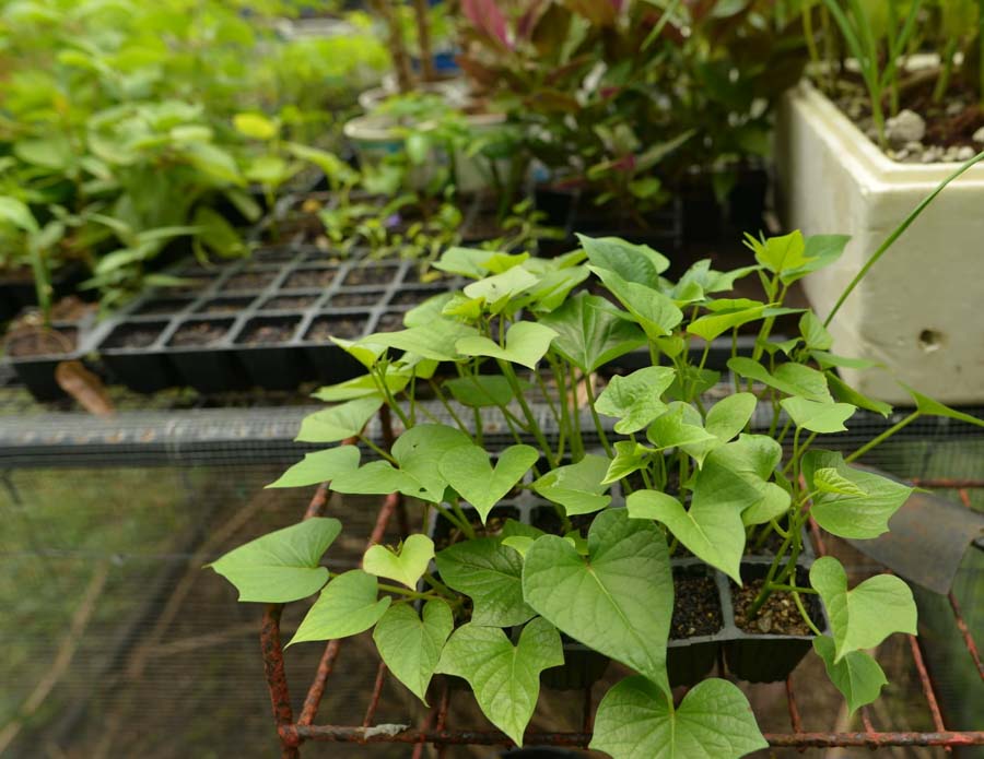 Grow your own Hawaiian sweet potato