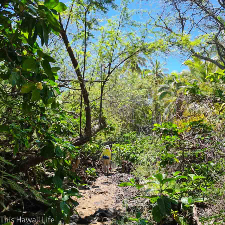 Dense jungle area along the coastline trail