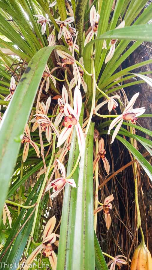 WIld orchids at Kalopa state park