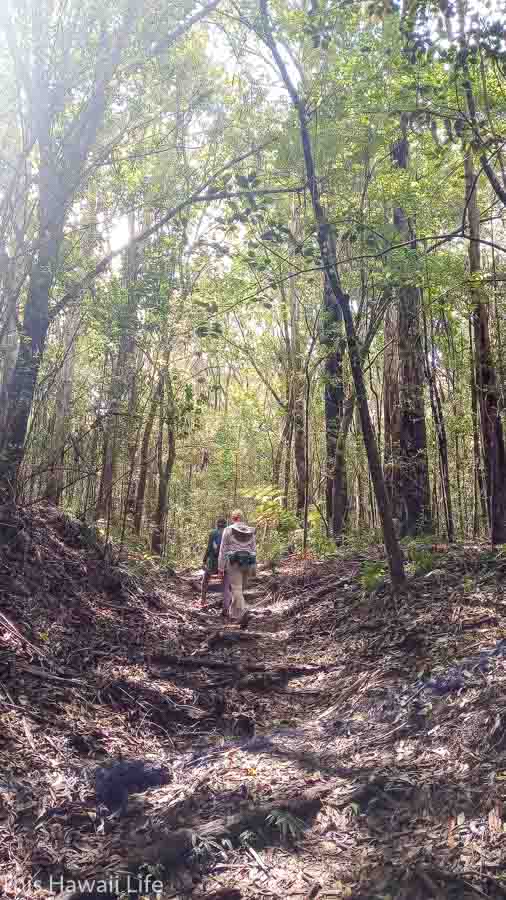 Hiking around Kalopa State Park