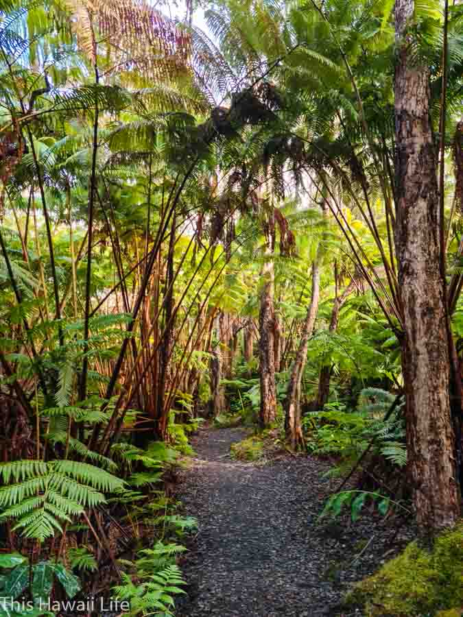 Kilauea Iki Crater trail