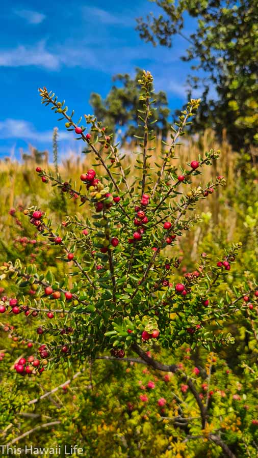 Gorgeous wildflowers and other native species in the park area