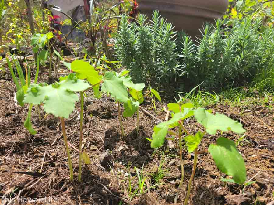 Summer vegetable planting schedule