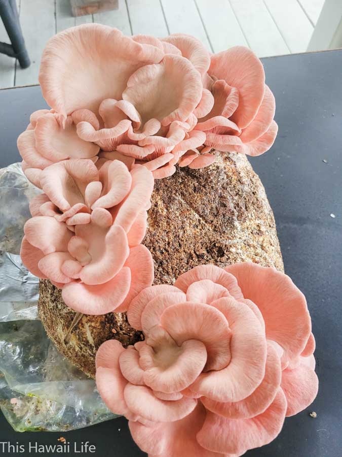 Conclusion on growing mushrooms in Hawaii