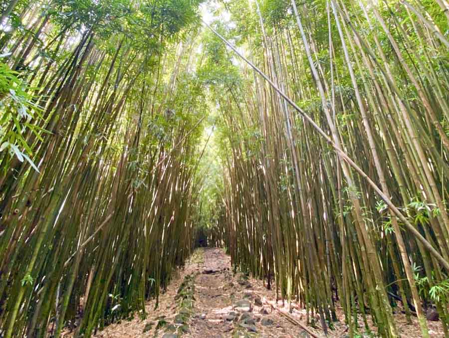 Road to Hana and bamboo forest trek