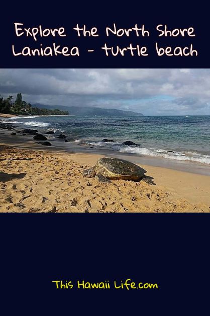Laniakea Beach – Turtle Beach