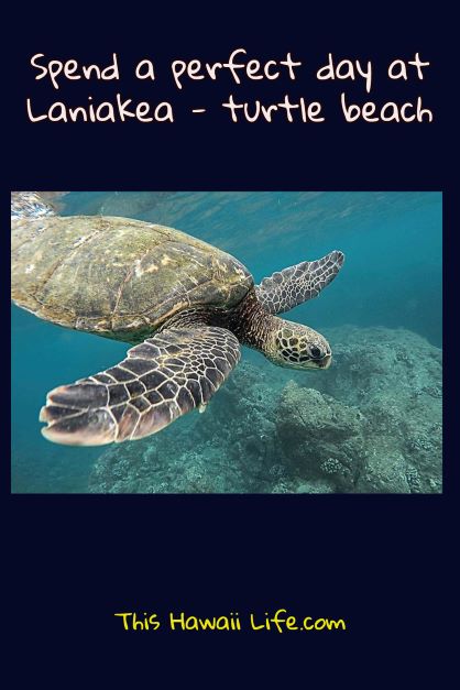 Laniakea Beach – Turtle Beach
