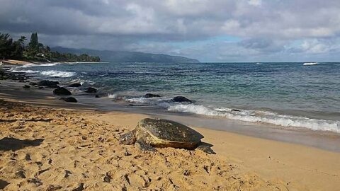 Laniakea Beach – Turtle Beach - This Hawaii Life