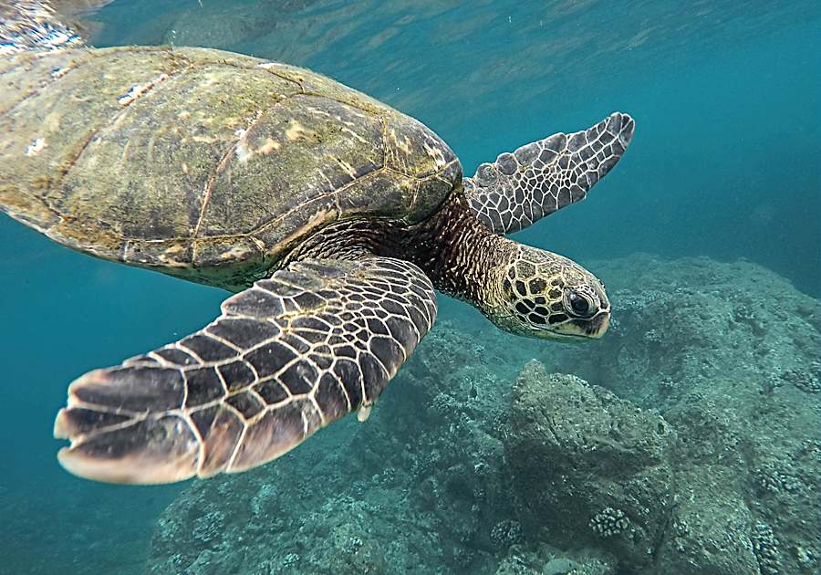 What is the best time to see the green sea turtles at Laniakea Beach